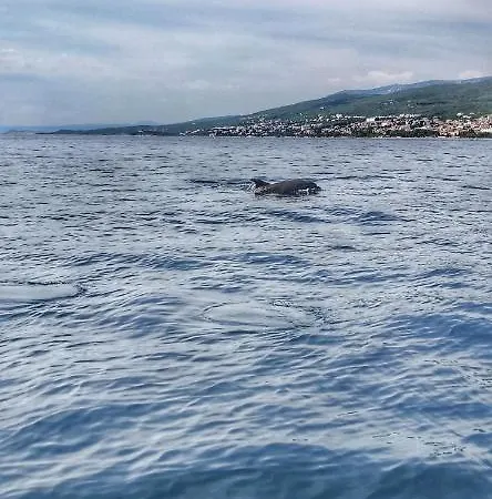 Matejcic Lejlighed *